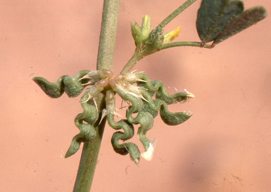 Trigonella anguina fruit