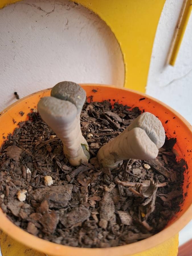 Lithops divergens — search result for 'Aizoaceae'