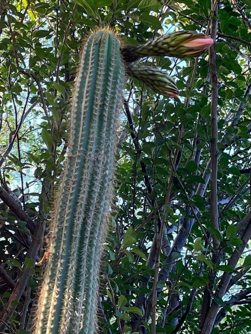 Soehrensia spachiana flower