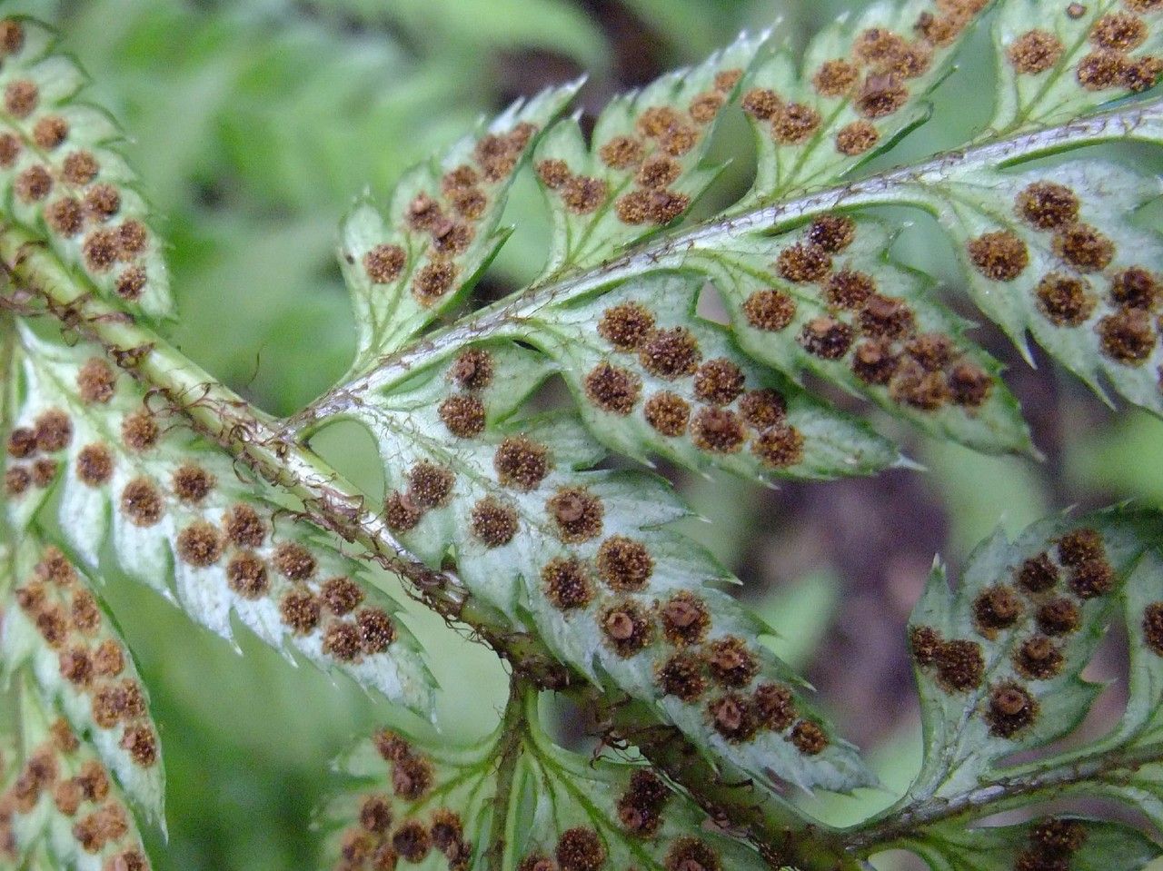 Polystichum rigens flower