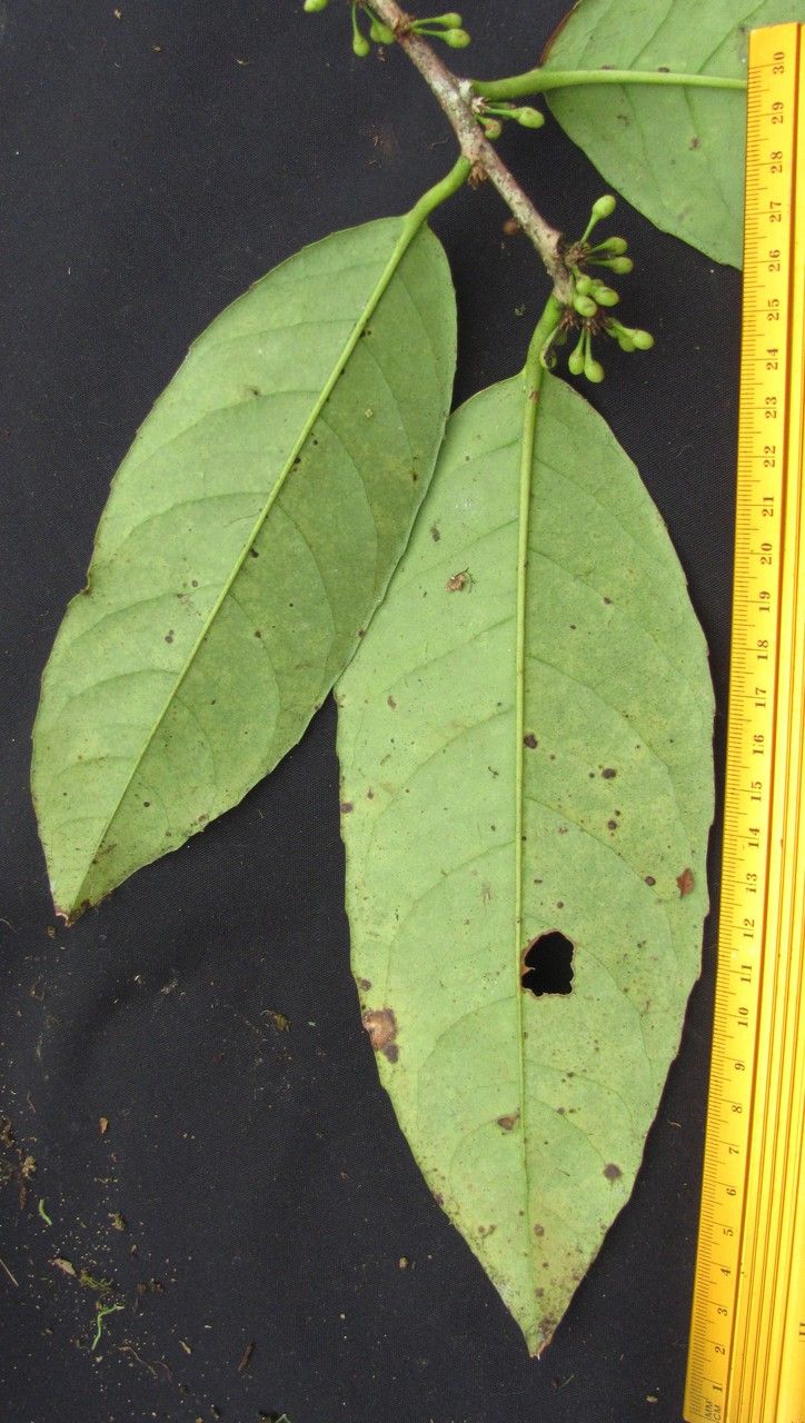 Ilex maxima — search result for 'Ilex'