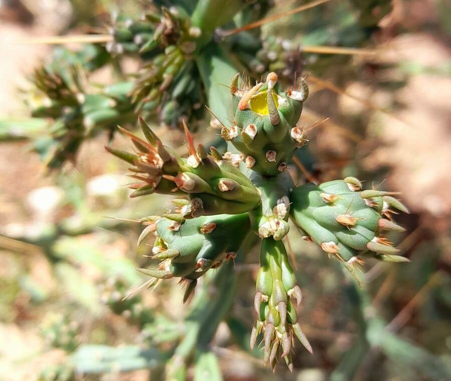 Cylindropuntia kleiniae leaf