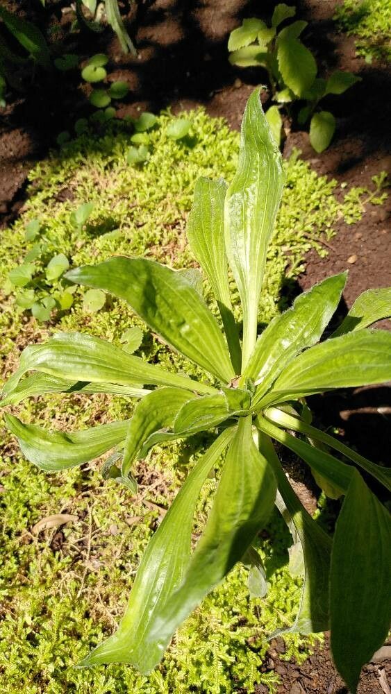 Plantago malato-belizii — search result for 'Plantago'