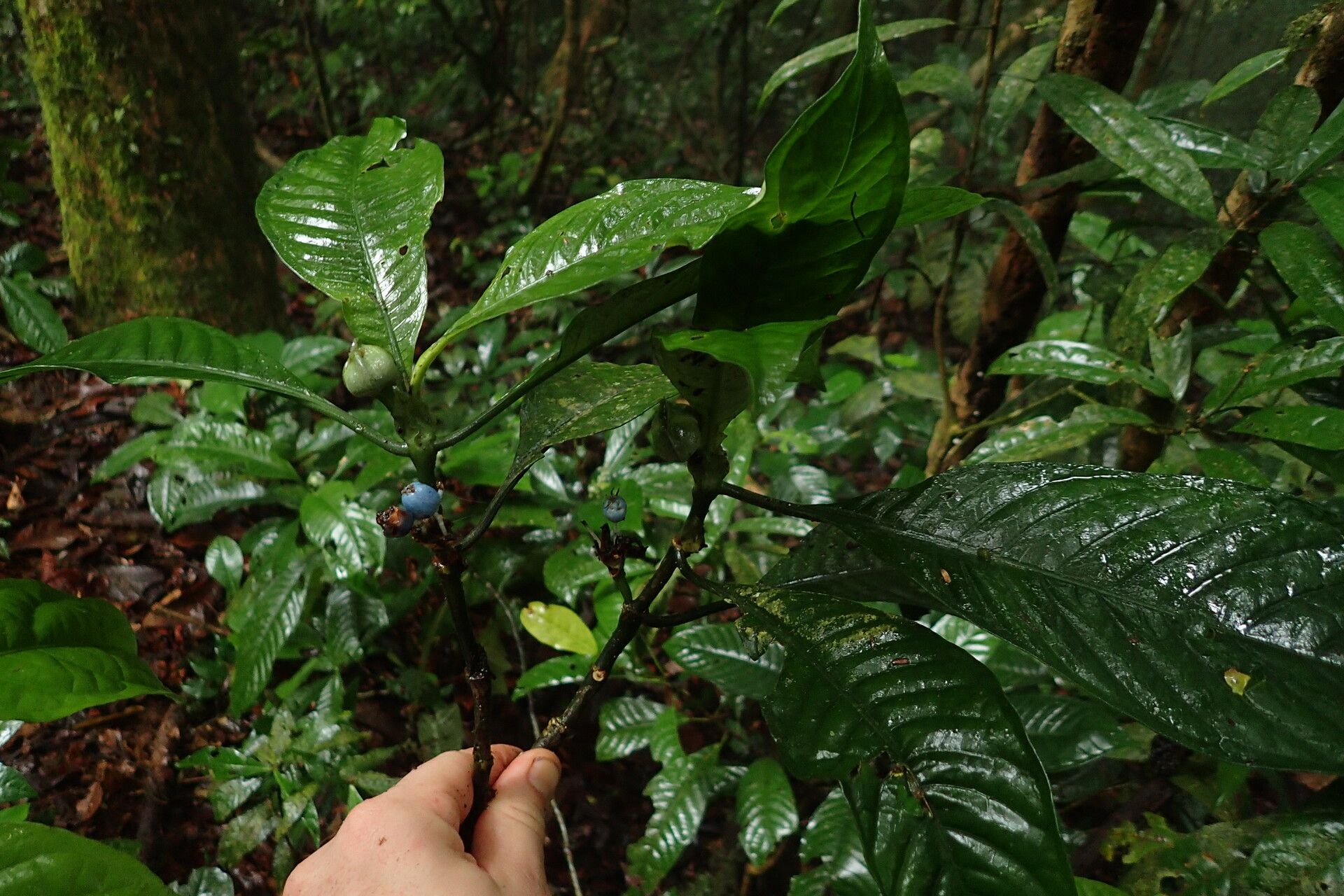 Psychotria thonneri habit