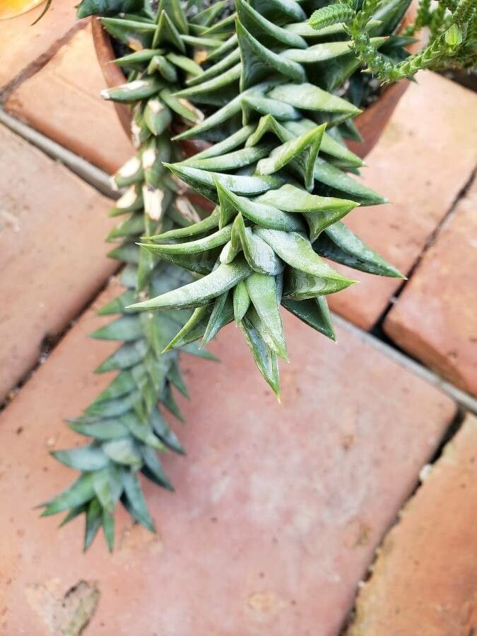 Astroloba rubriflora — houseplant care guide