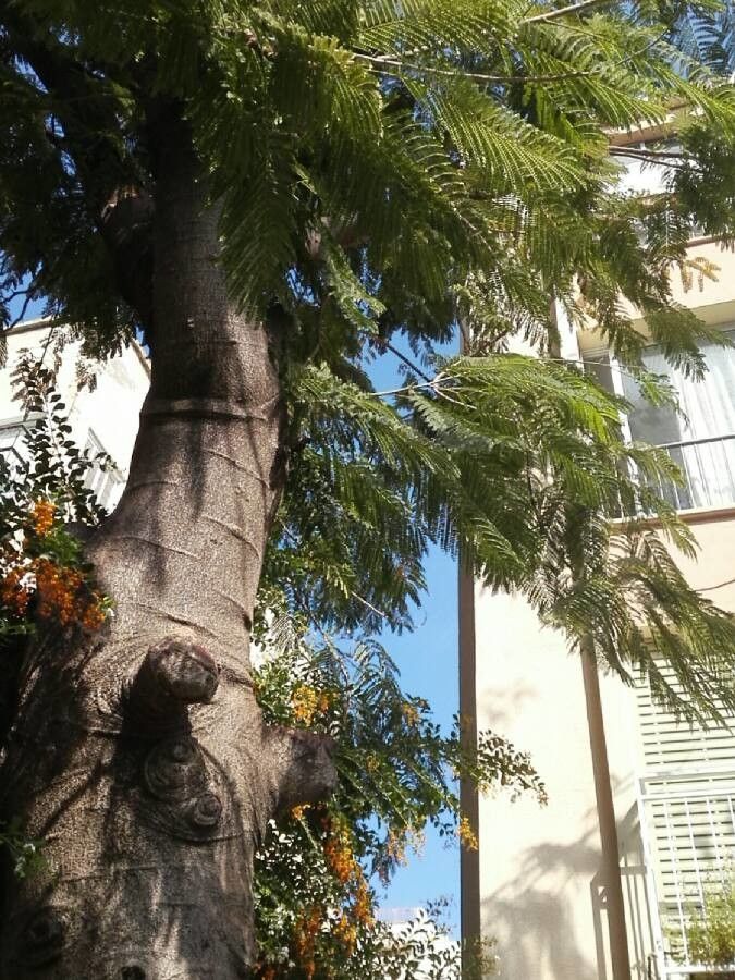 Colvillea racemosa bark