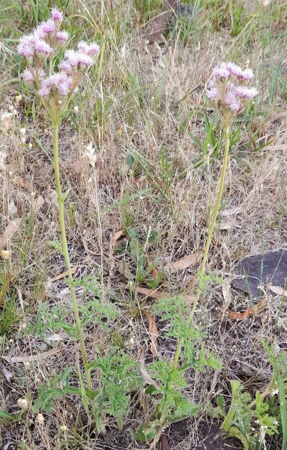 Eupatorium tanacetifolium habit