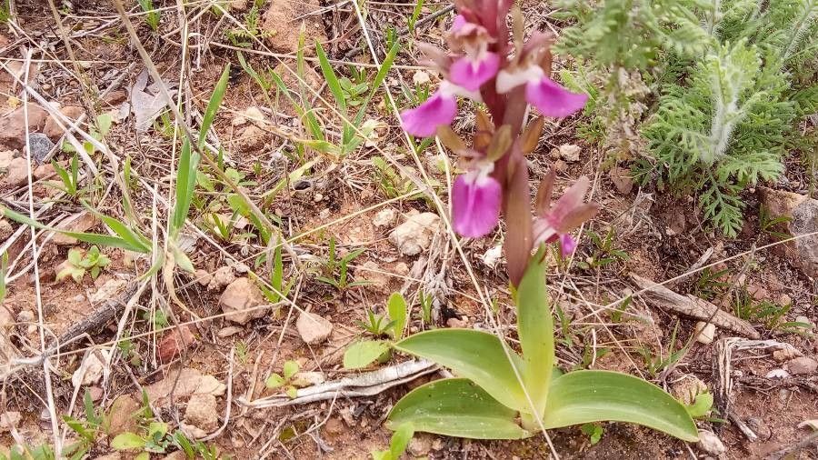 Anacamptis collina leaf
