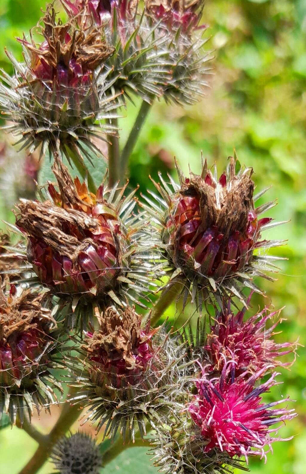 Carduus personata fruit