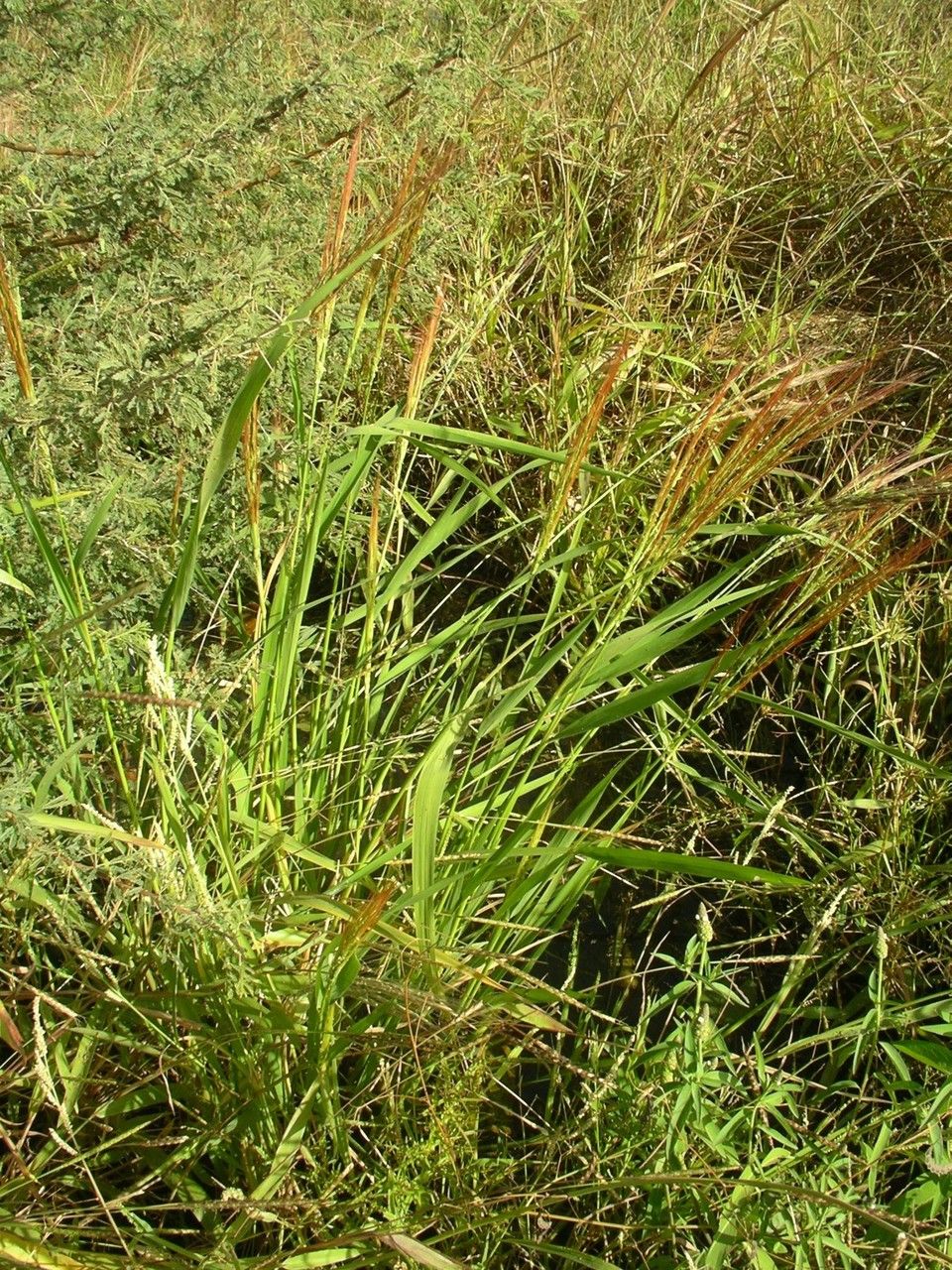 Oryza barthii habit