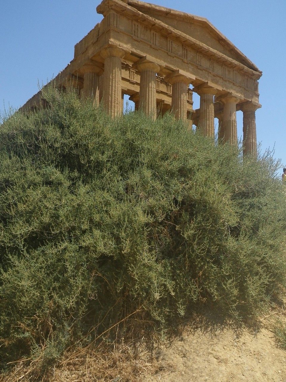 Salsola verticillata leaf