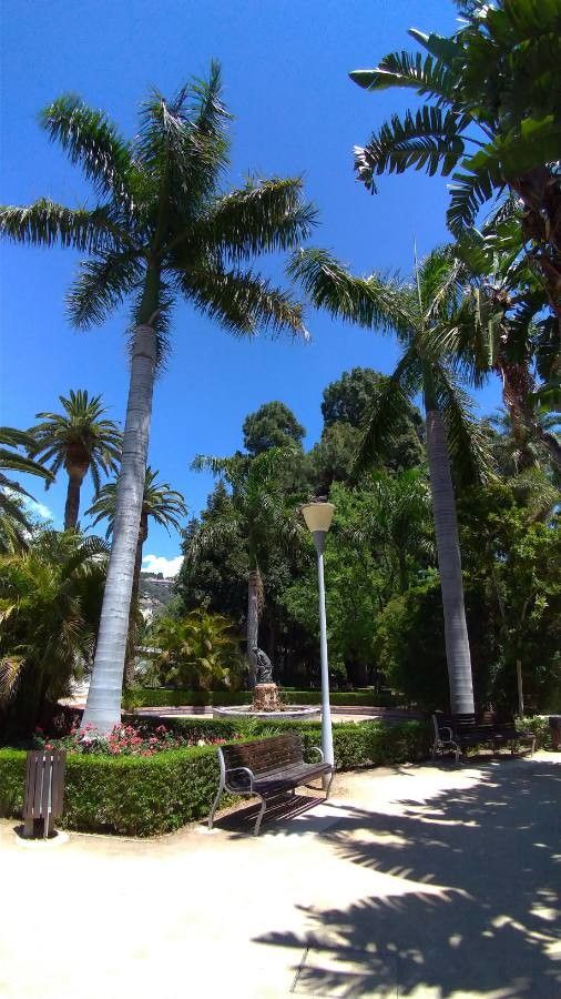 Roystonea borinquena leaf