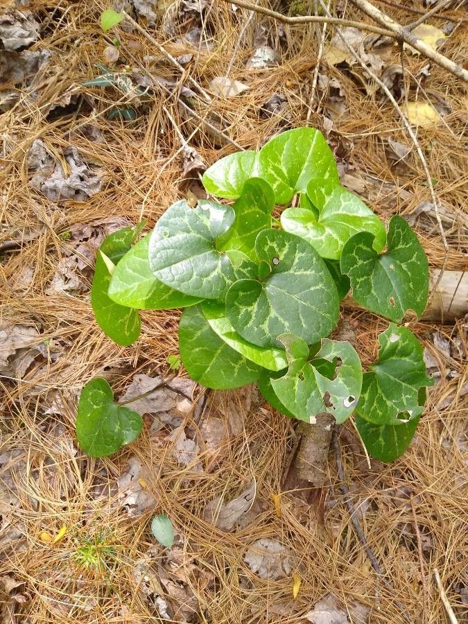 Asarum hartwegii leaf