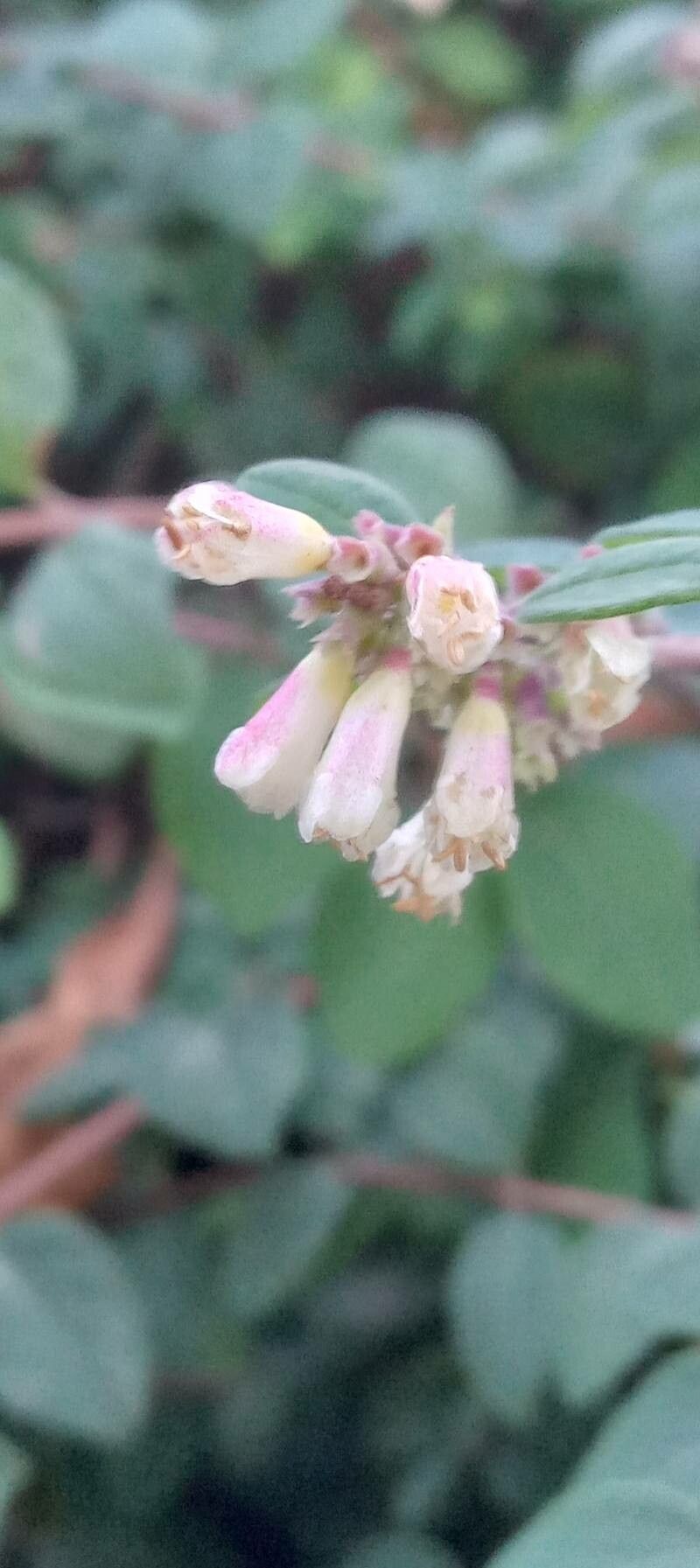 Symphoricarpos × chenaultii flower