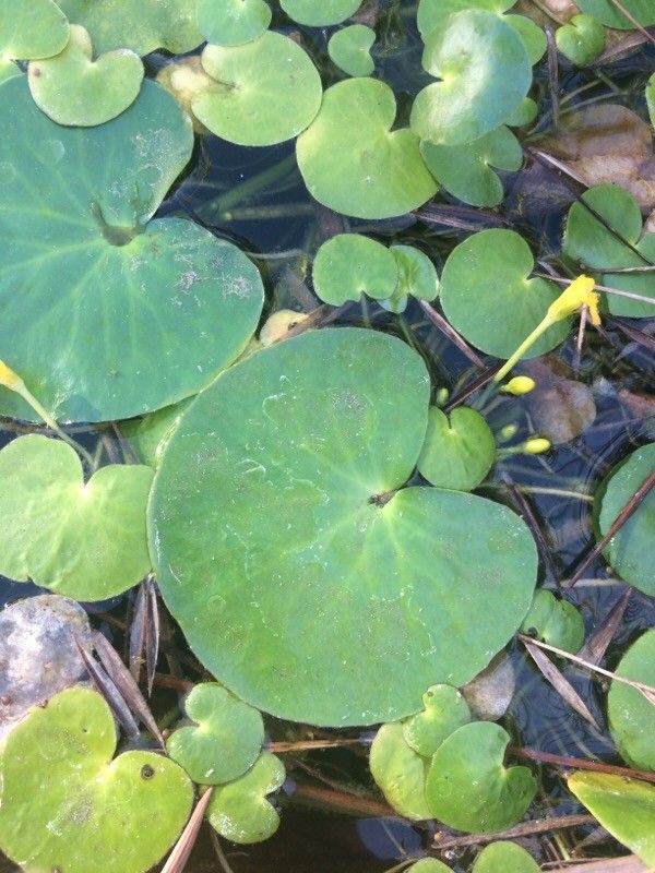 Nymphoides indica leaf