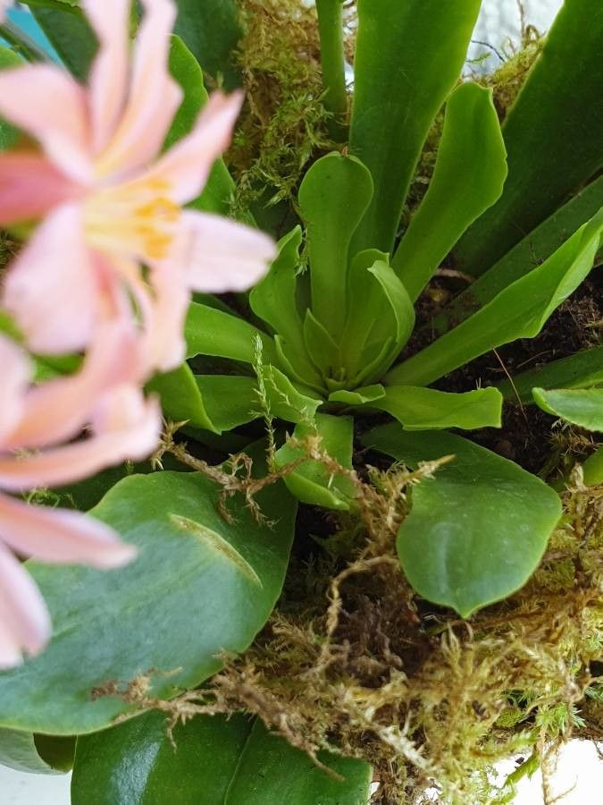 Lewisia brachycalyx — search result for 'Portulacaceae'