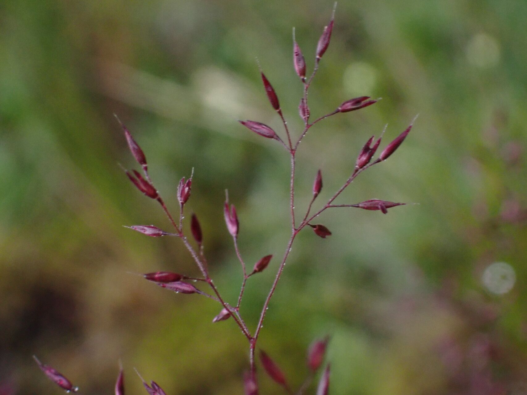Agrostis pilosula flower