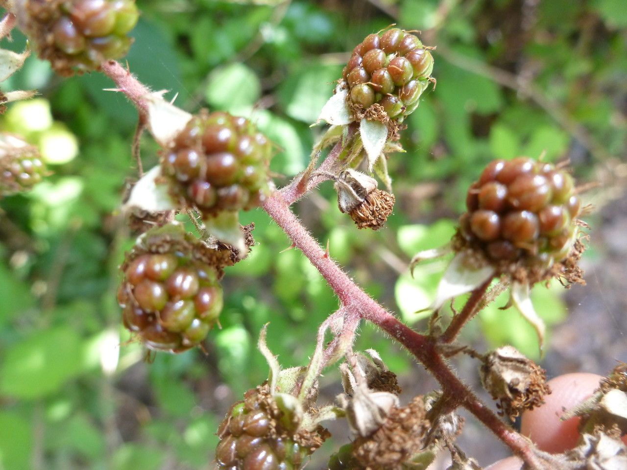Rubus flexuosus flower