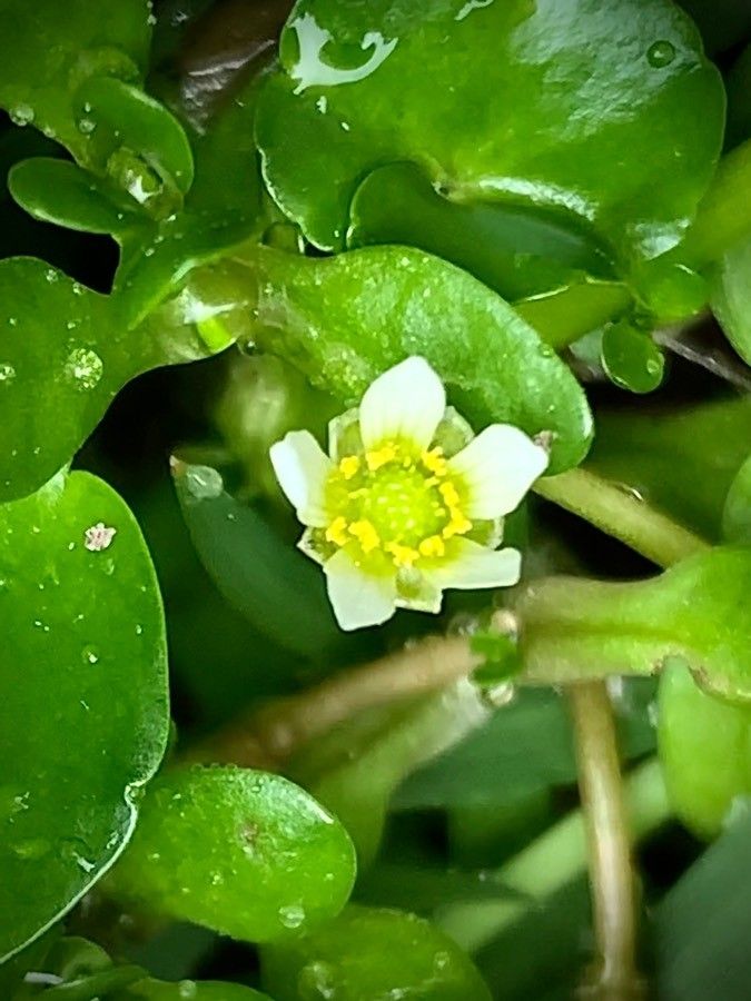 Ranunculus hederaceus flower