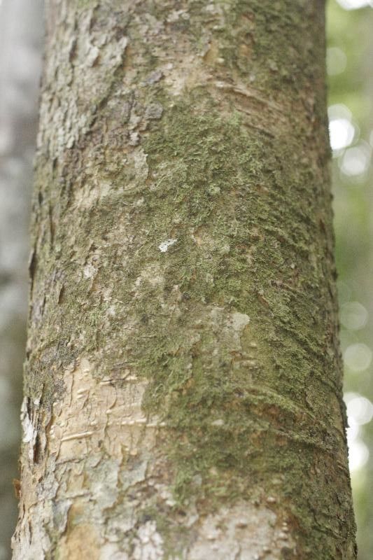 Ormosia paraensis bark