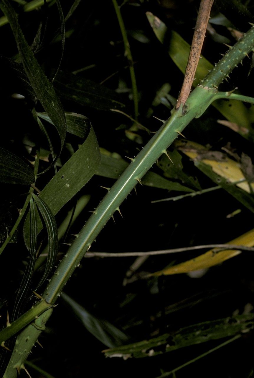 Calamus gracilis bark