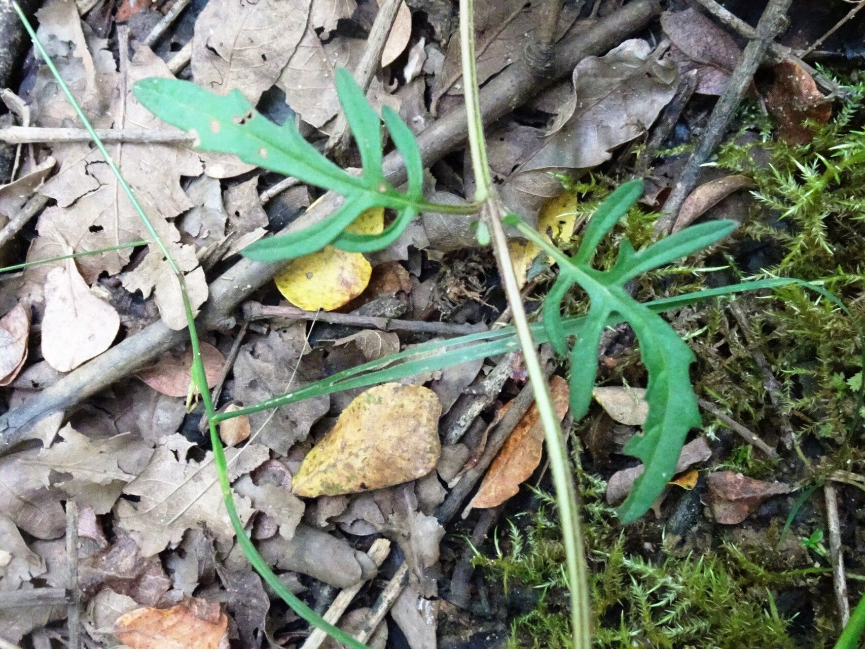 Prunella × intermedia — search result for 'Prunella'