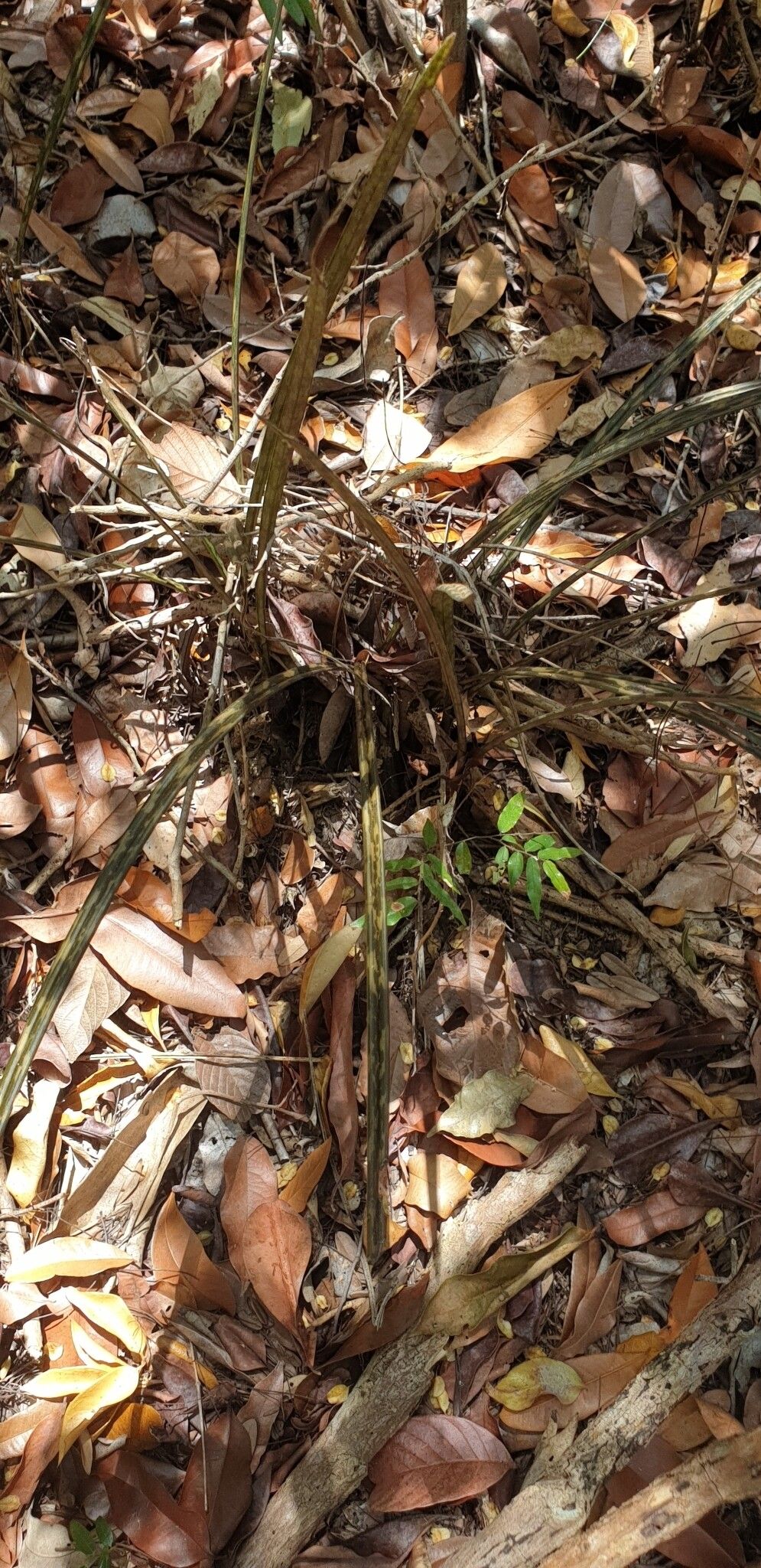Eulophia bosseriana habit