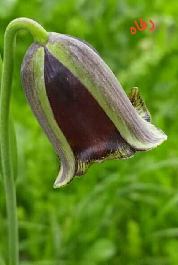 Fritillaria latakiensis flower