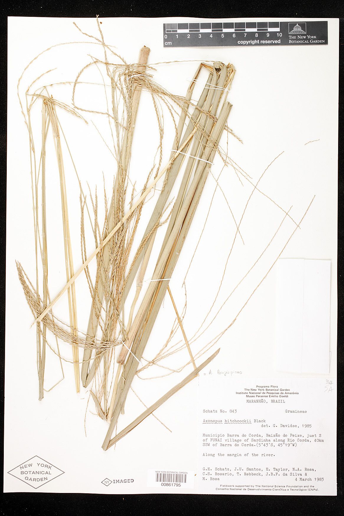 Axonopus longispicus — houseplant care guide