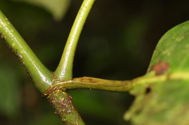 Piper augustum other