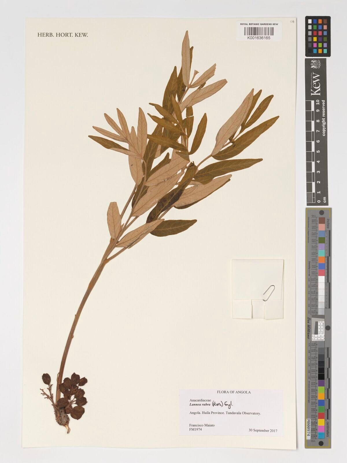 Lannea rubra — search result for 'Lannea'