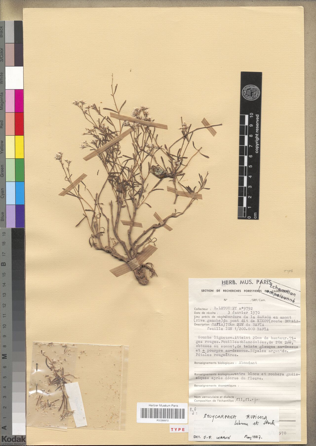 Polycarpaea rheophytica other