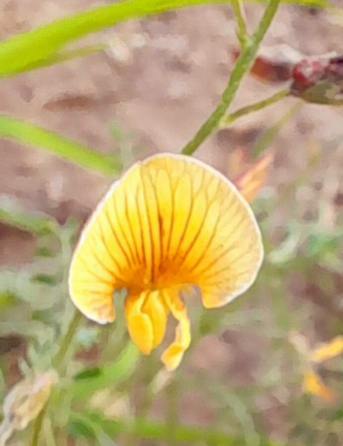 Adesmia grandiflora flower