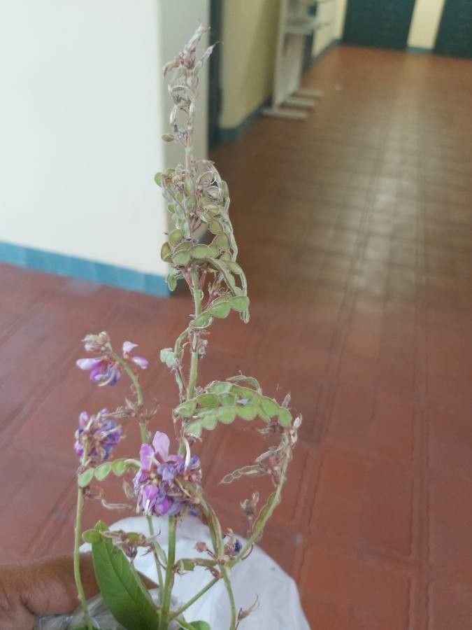 Desmodium canadense fruit
