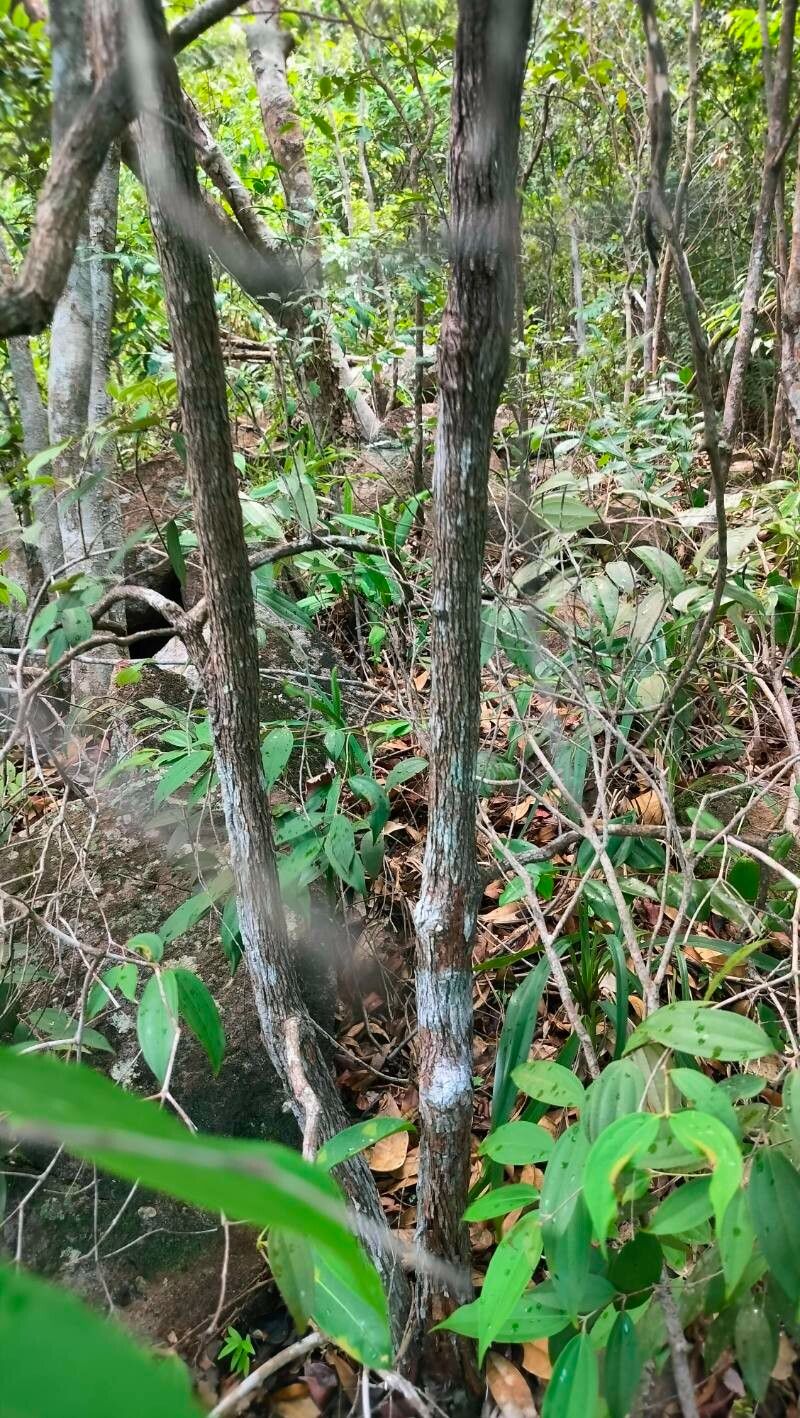 Rhodamnia cinerea — related species from the same genus