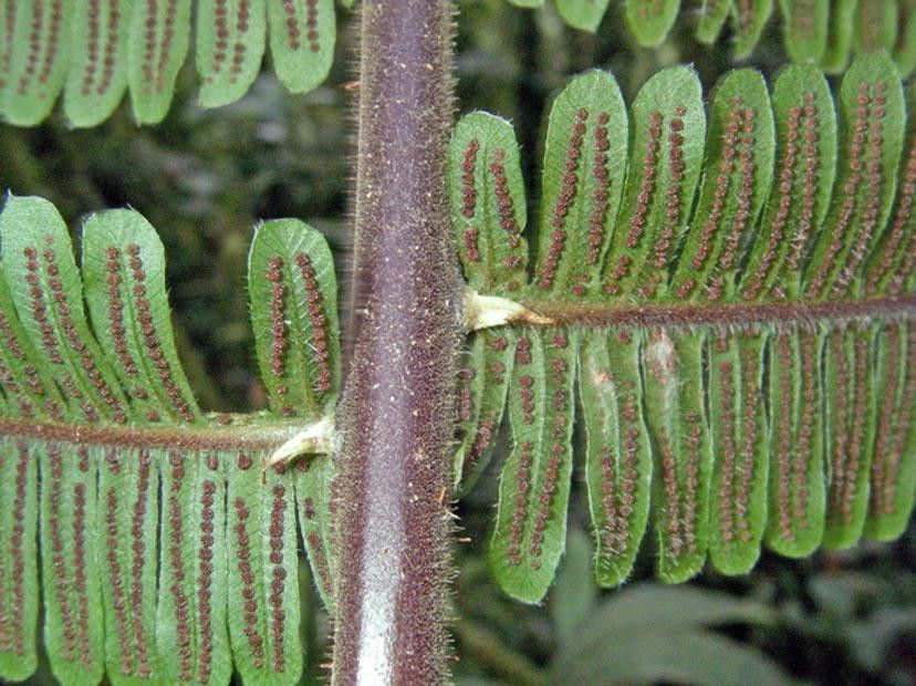 Thelypteris decussata bark