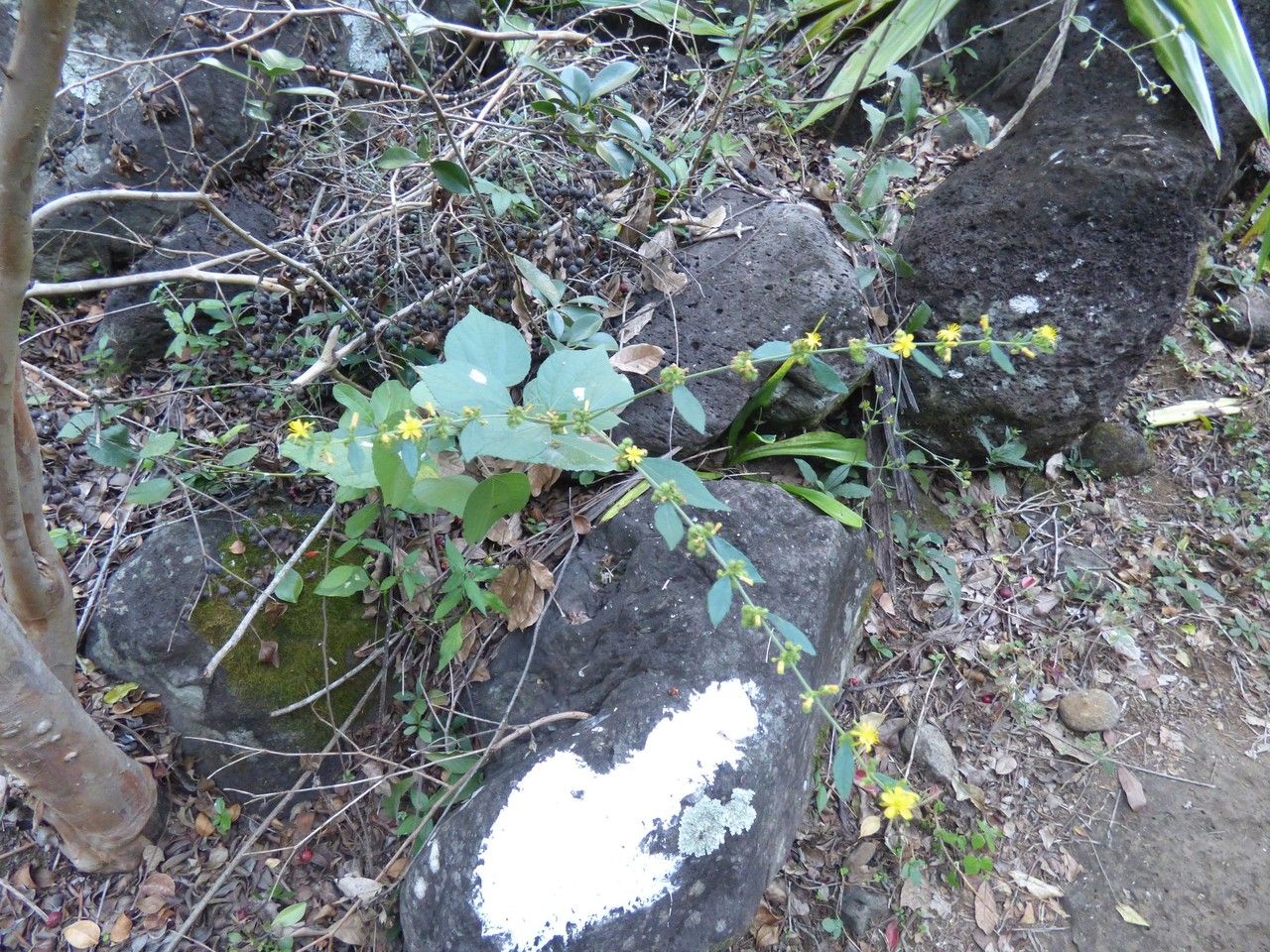 Triumfetta pentandra habit