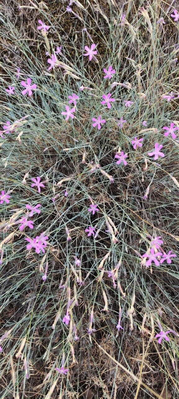 Dianthus lusitanus habit