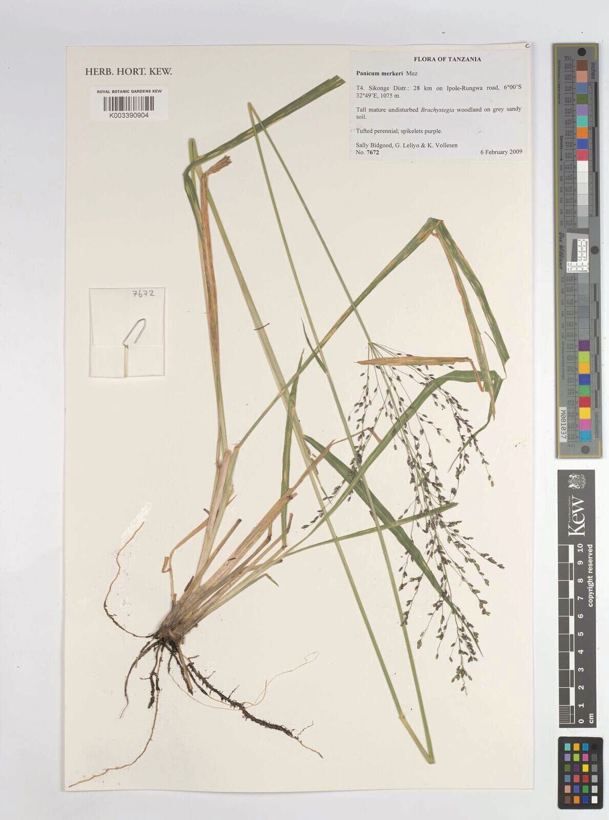 Panicum merkeri — houseplant care guide