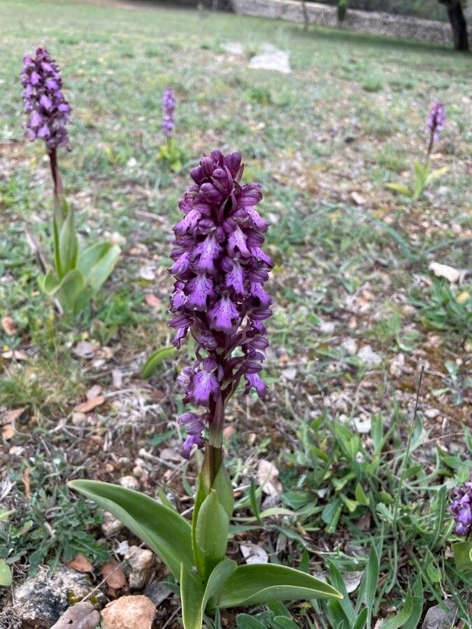 Himantoglossum robertianum flower