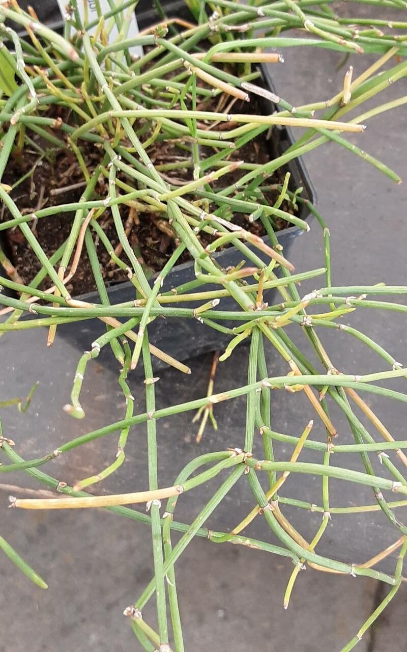 Ephedra minuta — search result for 'Ephedra'