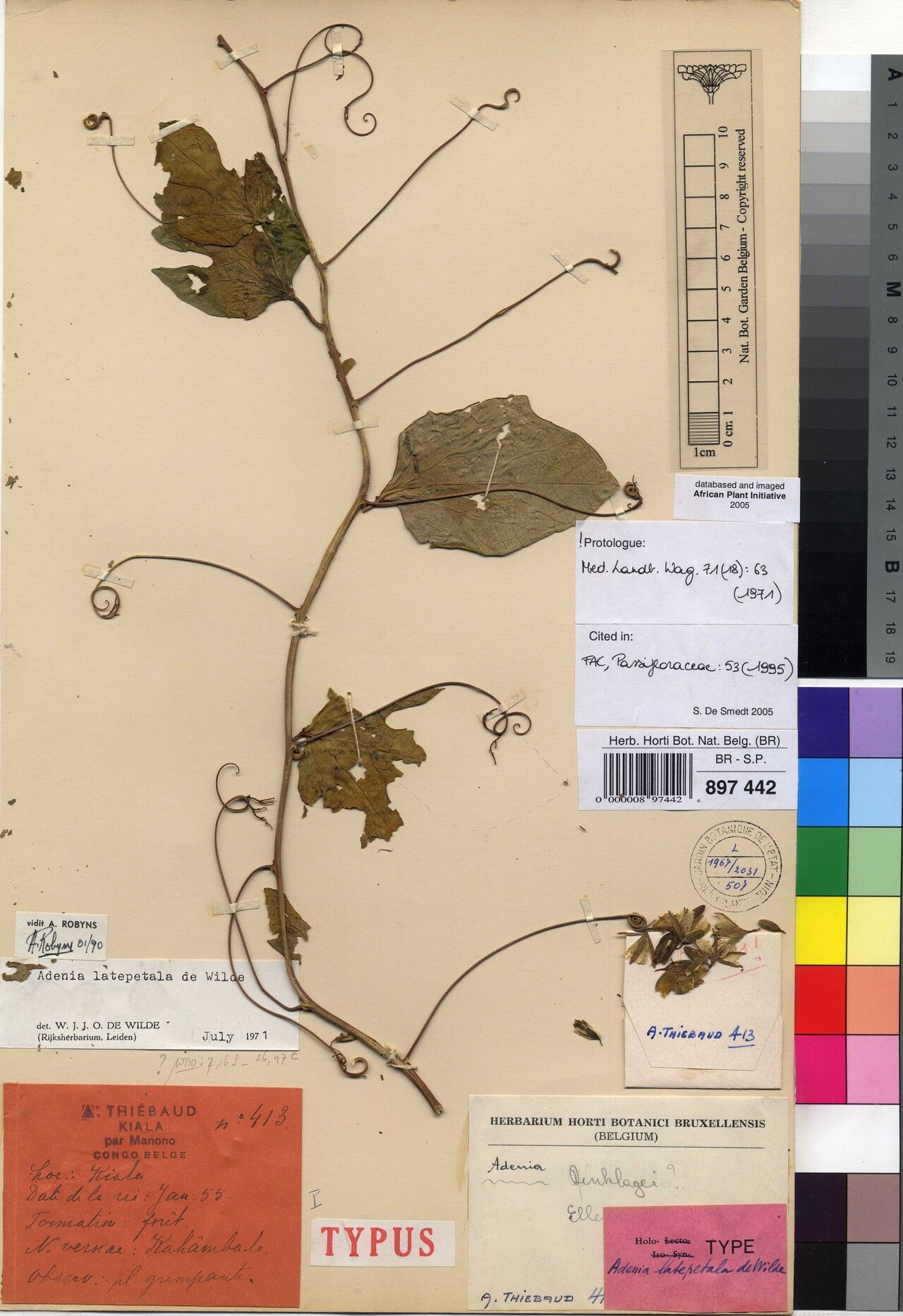 Adenia latipetala — houseplant care guide