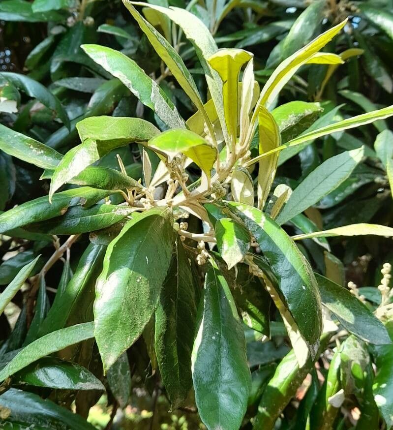 Brachylaena huillensis — search result for 'Angola'