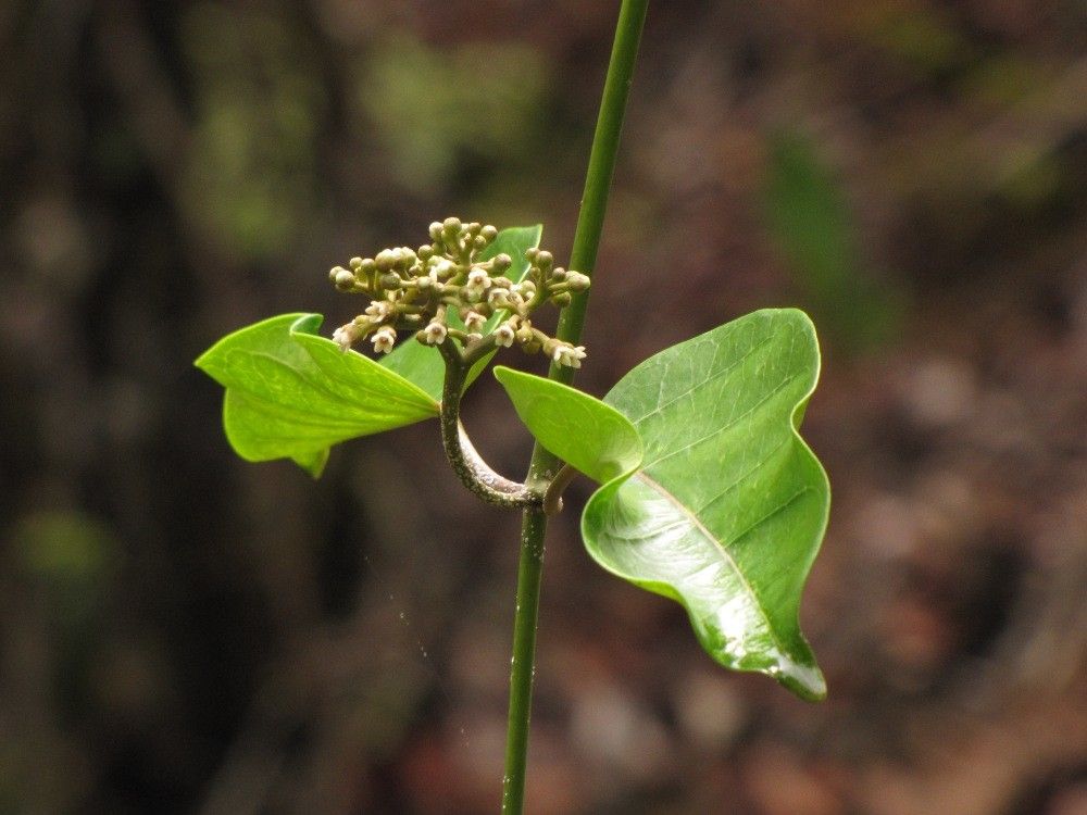 Marsdenia tylophoroides habit