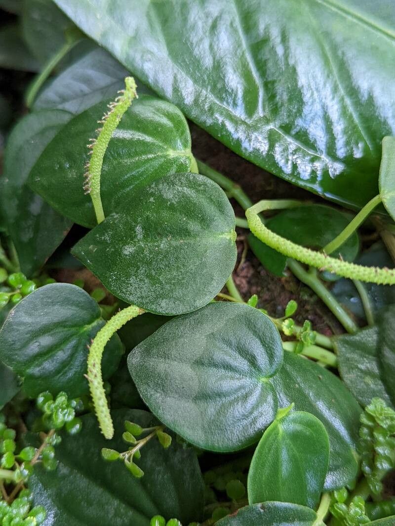 Peperomia urocarpa leaf