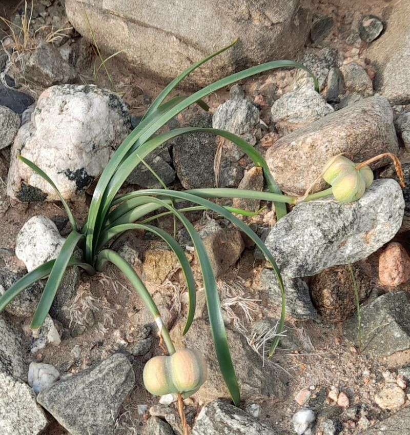 Zephyranthes jamesonii habit