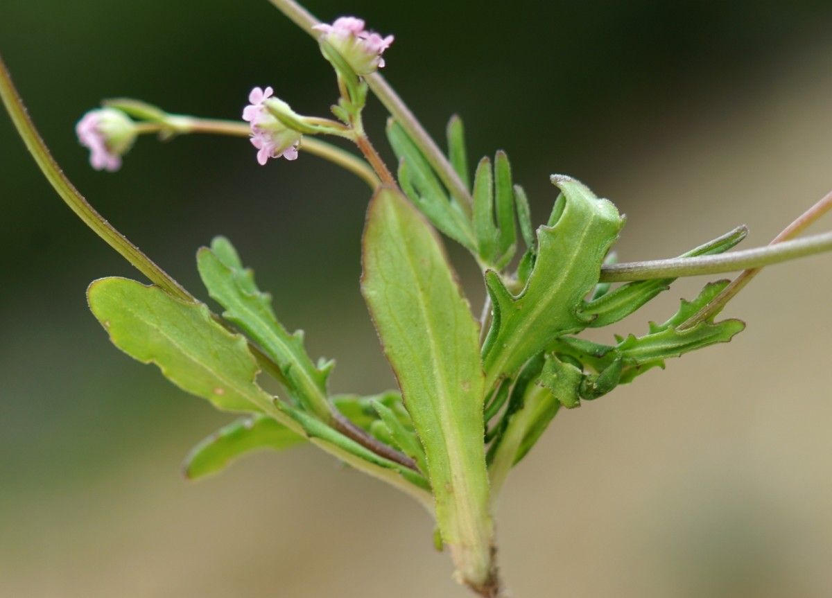 Valerianella vesicaria leaf