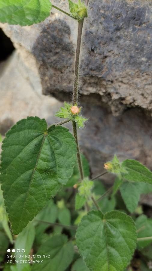 Trema micrantha flower