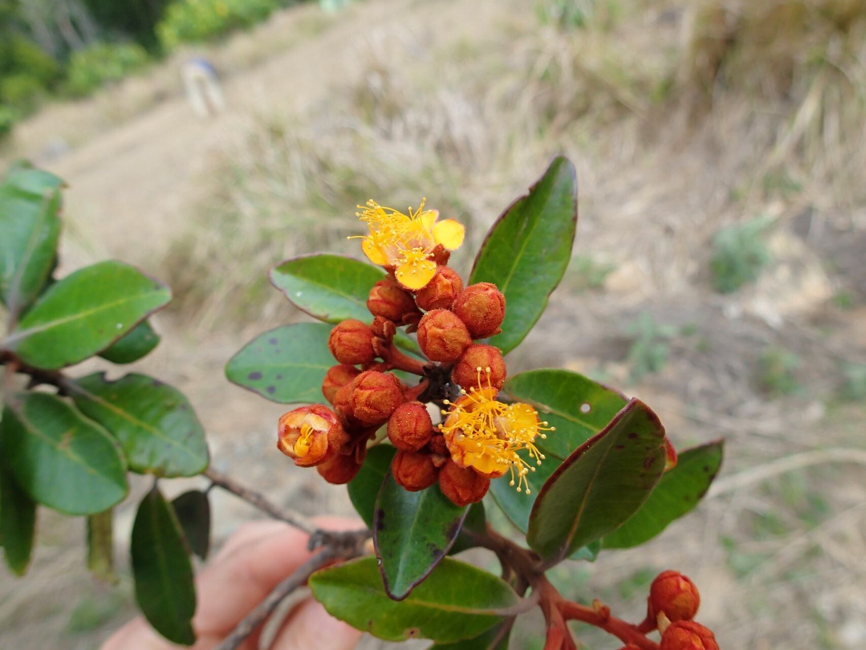 Tristaniopsis guillainii flower