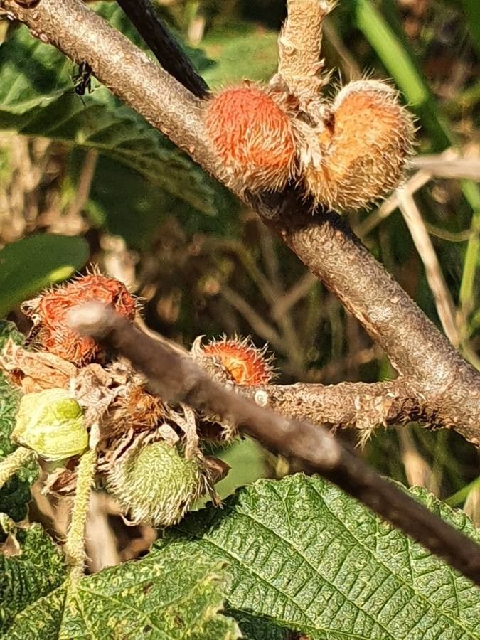 Grewia villosa fruit